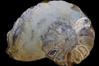 藏品(多維爾菊石)的圖片